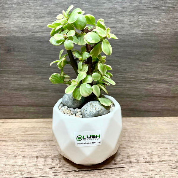Special Collection! Succulent in Ceramic Marble Veined Pot B