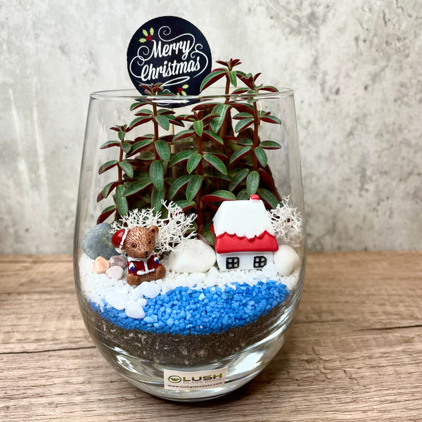 Xmas Snow Themed Succulent Terrarium