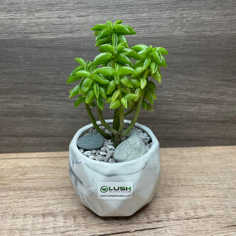 Special Collection! Succulent in Ceramic Marble Veined Pot E