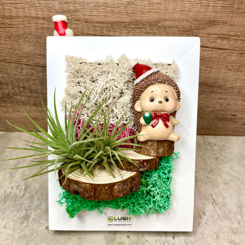 Christmas Eternal Airplant/ Moss 3D Wall/ Desk Frame