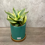 Pot Your Own Plants in Ceramic Pot Workshop (10pax)