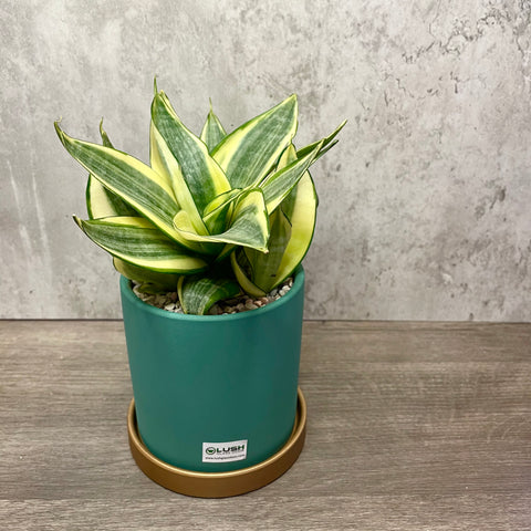 AIR PURIFYING PLANT Sansevieria aka Snake Plant in Classy Green Pot with Golden Drainage Base