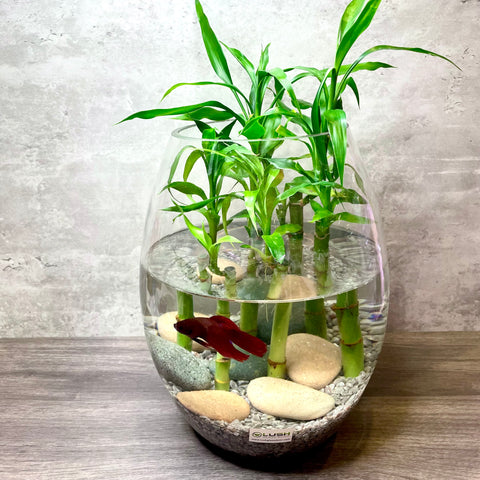 Water Rooting Lucky Bamboo Vase