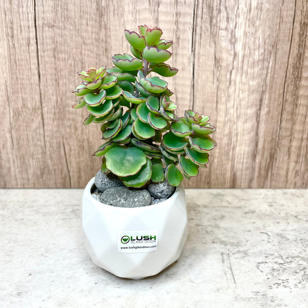 Special Collection! Succulent in Ceramic Marble Veined Pot A
