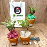 Cute Mini Airplant Tree with Assorted Colored Perserved Moss