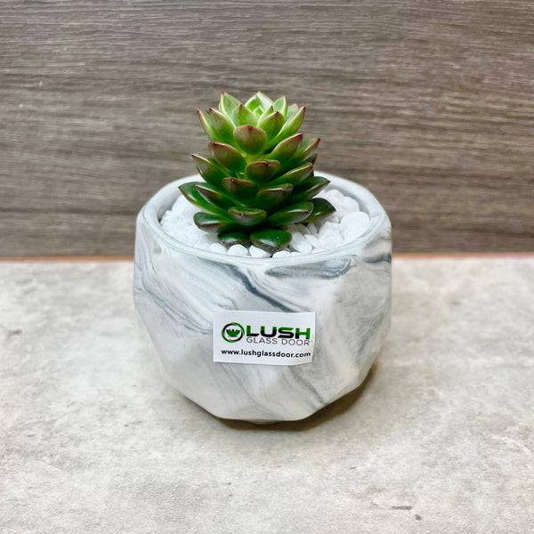 Special Collection! Succulent in Ceramic Marble Veined Pot G