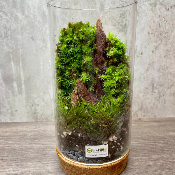 Sol Moss Terrarium (NEW!)