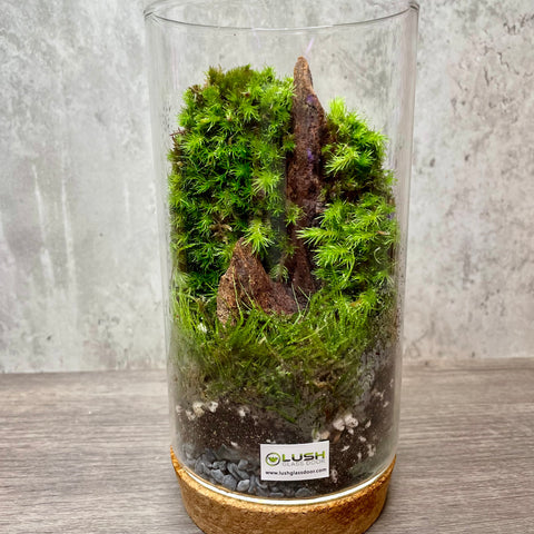 Guide To Moss Terrariums In Singapore [] - Terrarium Singapore