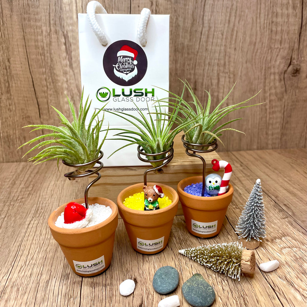 christmas air plant holder Cute Airplant with Assorted Colored Sand by Lush Glass Door, Singapore's Terrarium One Stop Online Shop