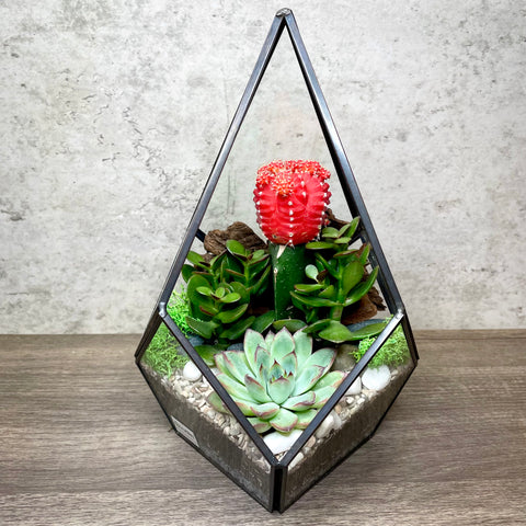 Ioana Succulent Arrangement in Teardrop Geometric Terrarium (L)