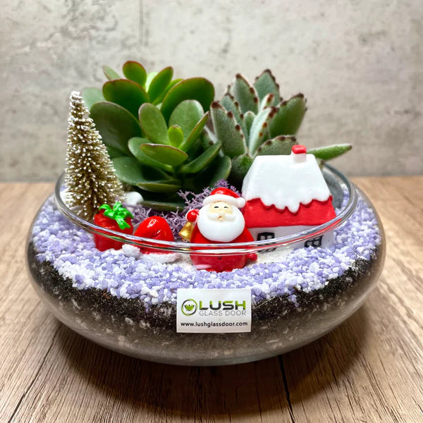 Christmas Themed Succulents in Flat Glass Bowl (S) Terrarium Workshop