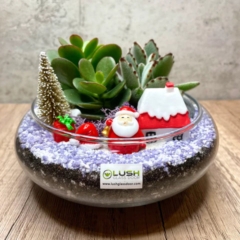 Christmas Themed Succulents in Flat Glass Bowl (S) Terrarium Workshop