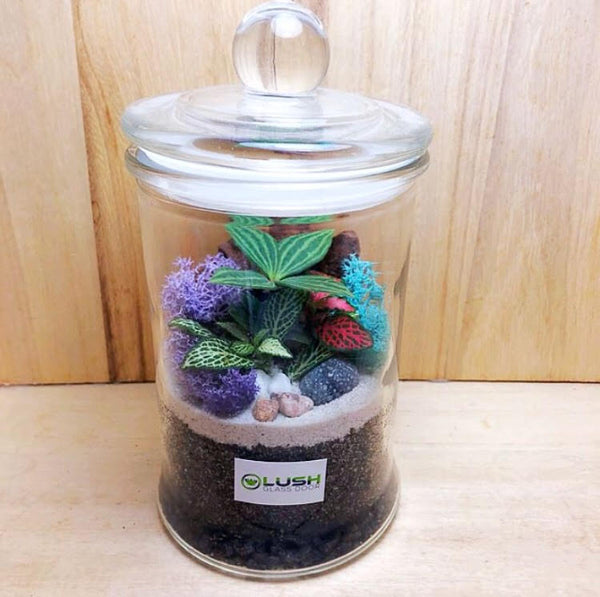 Customized Tiffany Fittonia & Pilea Story Jar Terrarium by Lush Glass Door Singapore