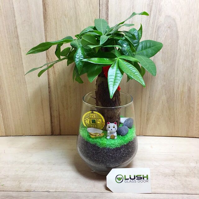 money plant sg Thana Prosperous Pachira (Money Plant) Terrarium Created by Lush Glass Door, Singapore's Terrarium One Stop Online Shop