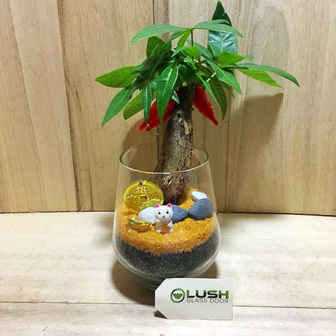 Customized Paco Prosperous Pachira (Money Plant) Terrarium by Lush Glass Door Singapore