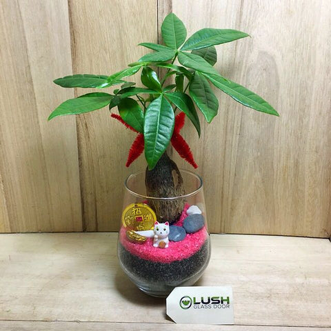 Customized Nani Prosperous Pachira (Money Plant) Terrarium by Lush Glass Door Singapore