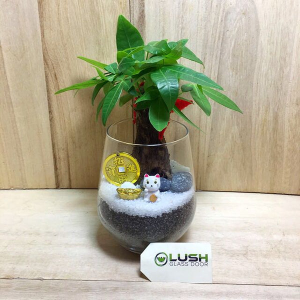 Customized Kaitlyn Prosperous Pachira (Money Plant) Terrarium by Lush Glass Door Singapore