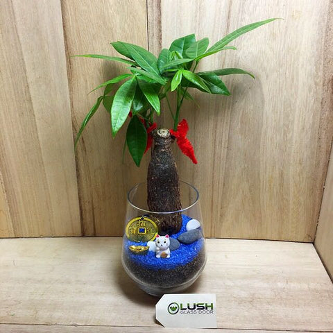 Customized Alfonso Prosperous Pachira (Money Plant) Terrarium by Lush Glass Door Singapore