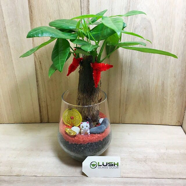 Customized Jentry Prosperous Pachira (Money Plant) Terrarium by Lush Glass Door Singapore
