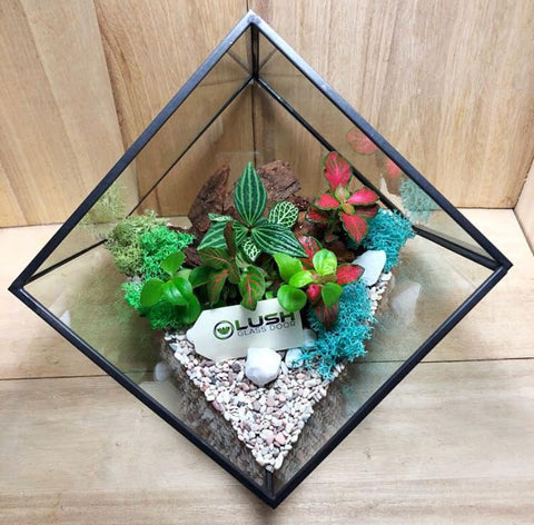 Customized Jennett Garden Themed Tropical Fittonias & Pilea Square Geometric Terrarium by Lush Glass Door Singapore