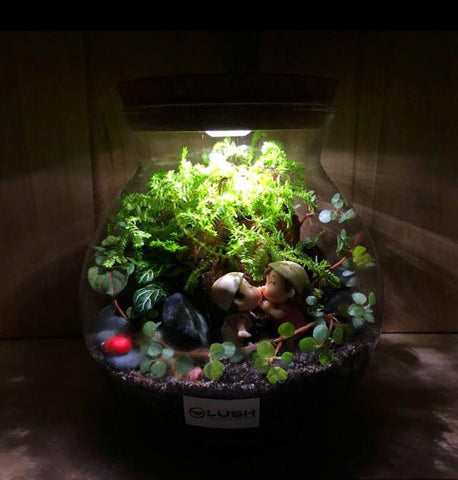 Customized First Date Themed Fittonia Terrarium with Light (Large) by Lush Glass Door Singapore