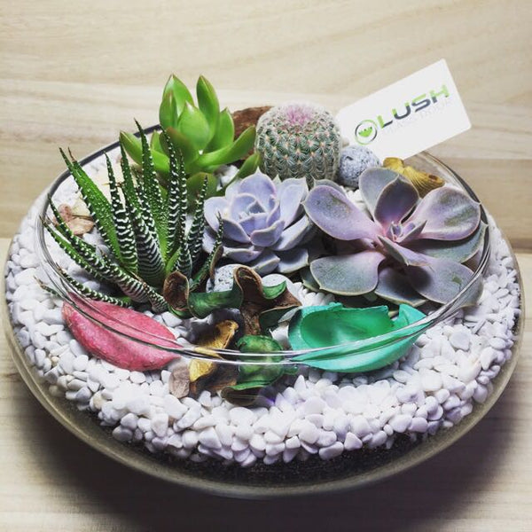 Customized Lovely Maryann Succulents Arrangement Mid Range Terrarium by Lush Glass Door Singapore