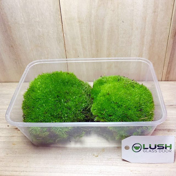 Holland Moss available at Lush Glass Door