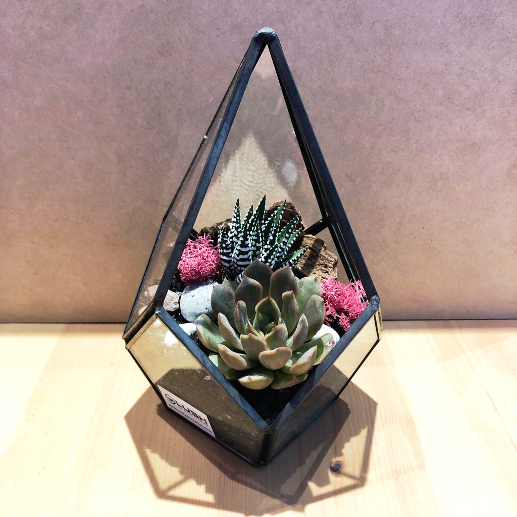 teardrop succulents Customized Eloise Succulents Arrangement in Teardrop Geometric Terrarium by Lush Glass Door Singapore Created by Lush Glass Door, Singapore's Terrarium One Stop Online Shop