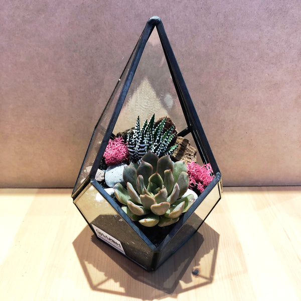 Eloise Succulents Arrangement in Teardrop Geometric Terrarium