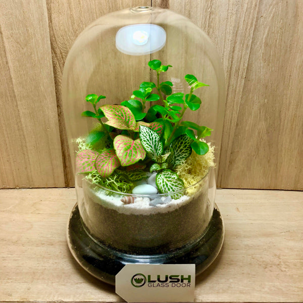 Customized Felicity Mini Forest Dome Terrarium by Lush Glass Door Singapore