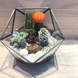 Customized Desert Cactus Themed Ball Shaped Geometric Terrarium by Lush Glass Door Singapore