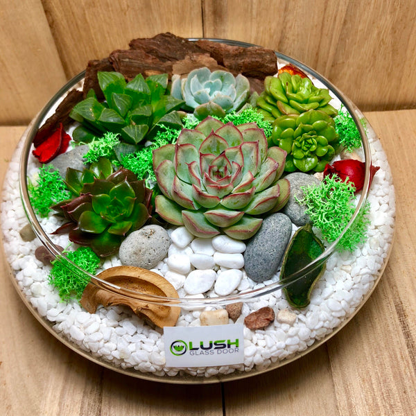 Lovely Freya Succulents Arrangement Mid Range Terrarium by Lush Glass Door Singapore