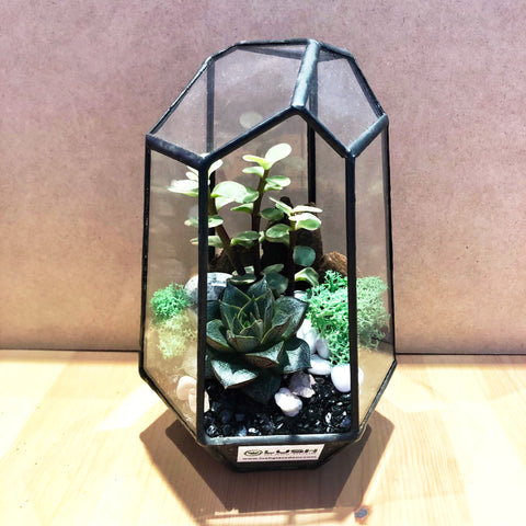 Fanella Succulents Arrangement in Diamond Shape Geometric Terrarium by lush glass door