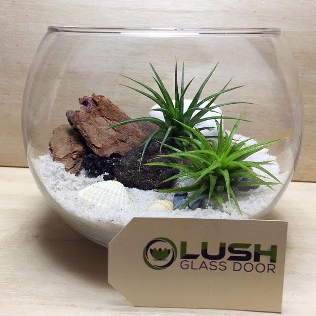 desert plant terrarium Airplant TModern Airplant Terrariums Created by Lush Glass Door, Singapore's Terrarium One Stop Online Shop